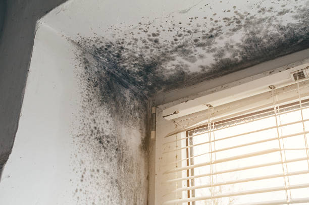 Affordable Commercial Mold Remediation solutions in Morrisdale, PA